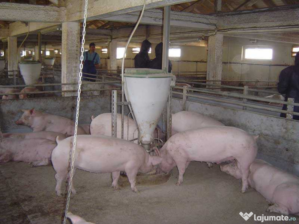 Porci intre 80 si 200 kg