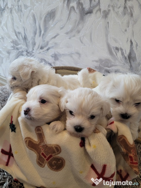 Căței bichon maltez