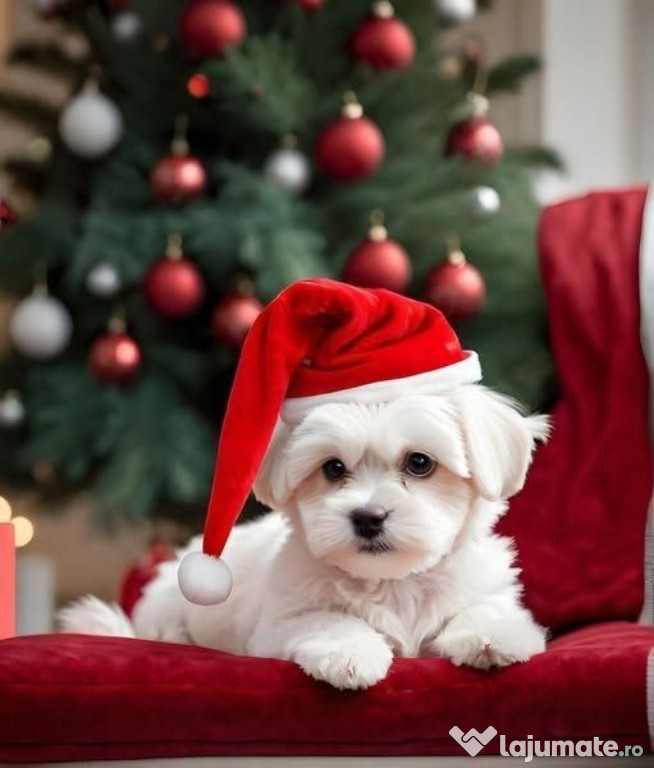 Bichon maltez mini toy