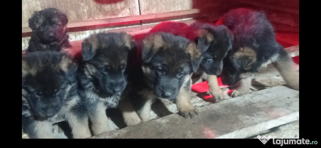 Catei Ciobanesc German cu Pedigree