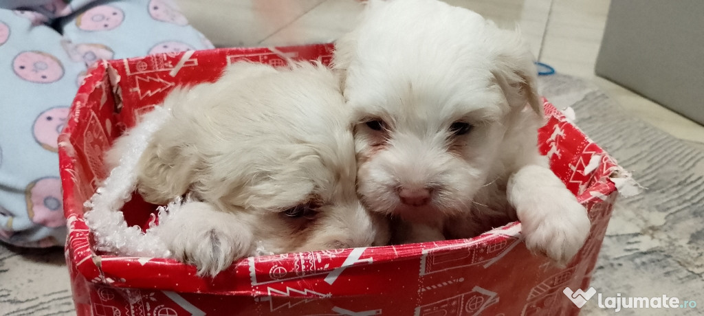 Căței Bichon Maltez