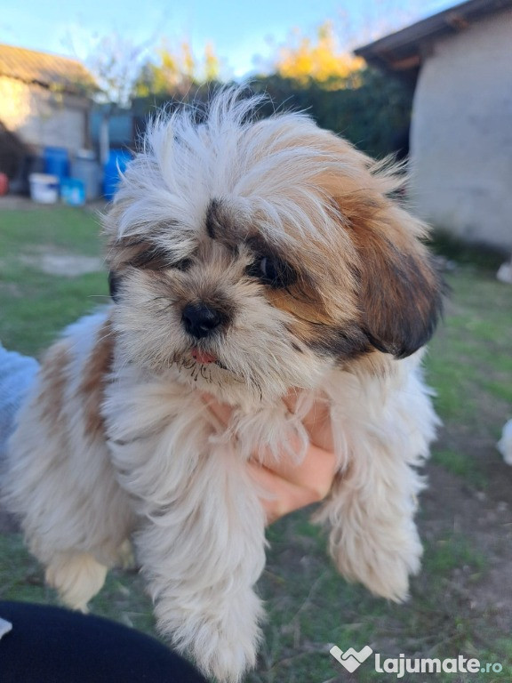 Pui caine Shih Tzu