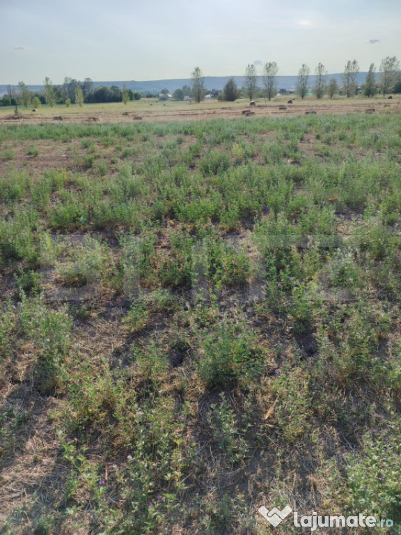 Teren intravilan Craiova, 400 mp, zona Releu