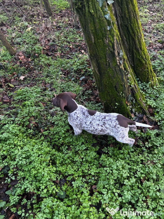 Brac German cu păr scurt(German Shorthaired Pointer)