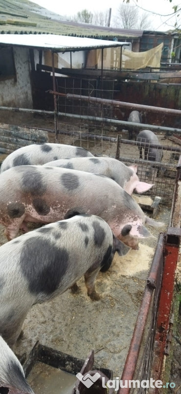 Porci carne de vânzare in Fetesti - Stelnica - Ialomita - Calarasi