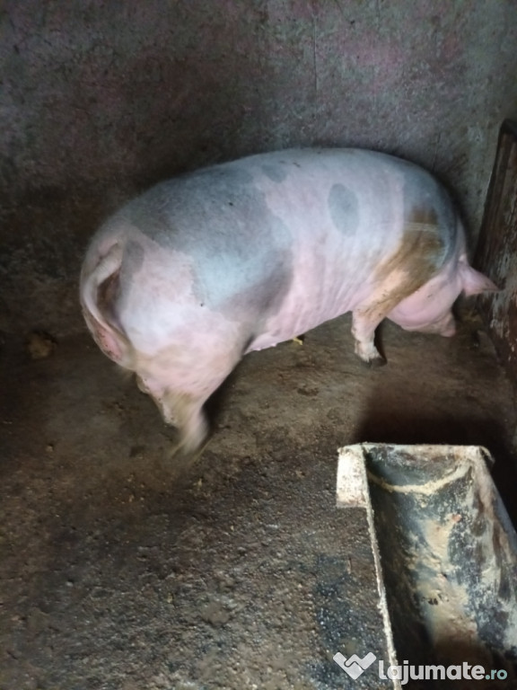 Porci de carne pentru Crăciun