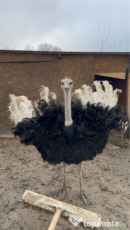 Carne de struț proaspătă