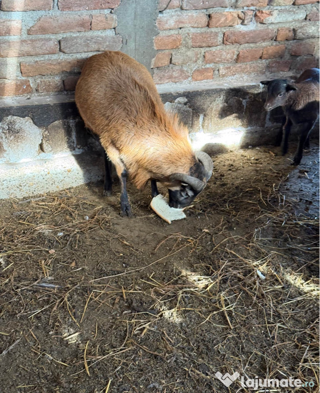 Vând berbec de camerun