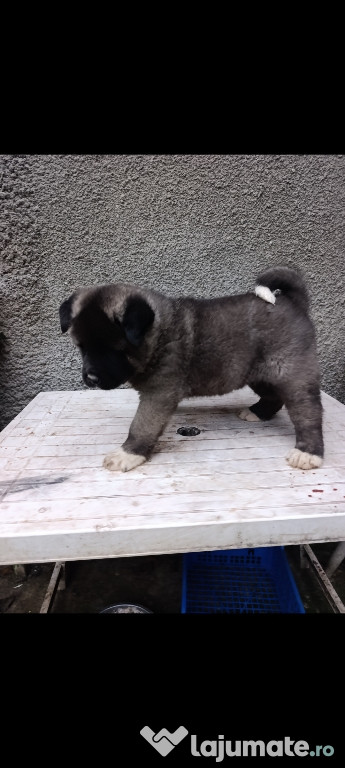 Căței Akita American