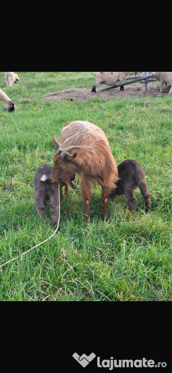 Animăluțe crescute în gospodărie