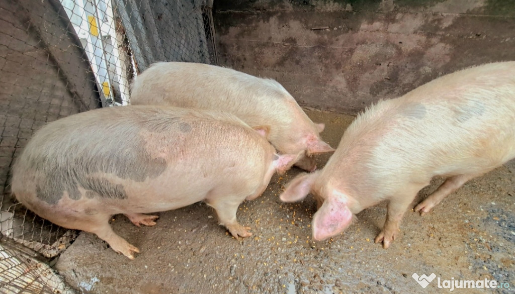 Porci purcei de vanzare
