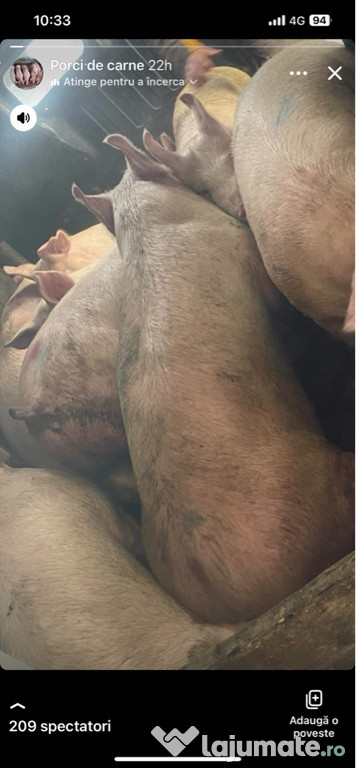 Porci de carne oferim transport gratuit