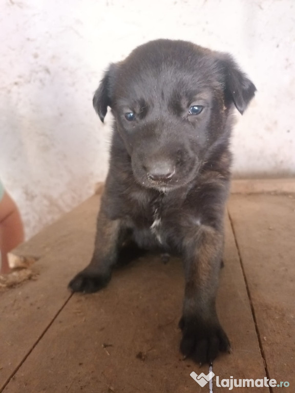Donez ciobanesc belgian malinois