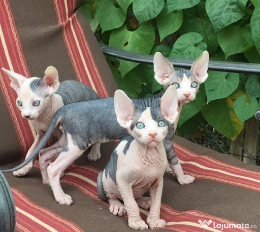 Pisicuțe superbe de rasă Sphynx canadian,