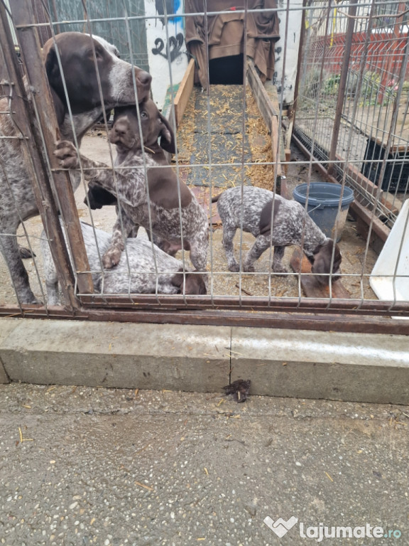 Brac german cu par scurt