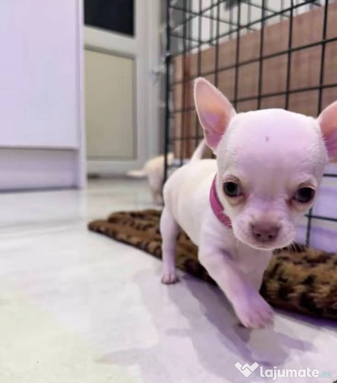 Căței chihuahua de adoptat.