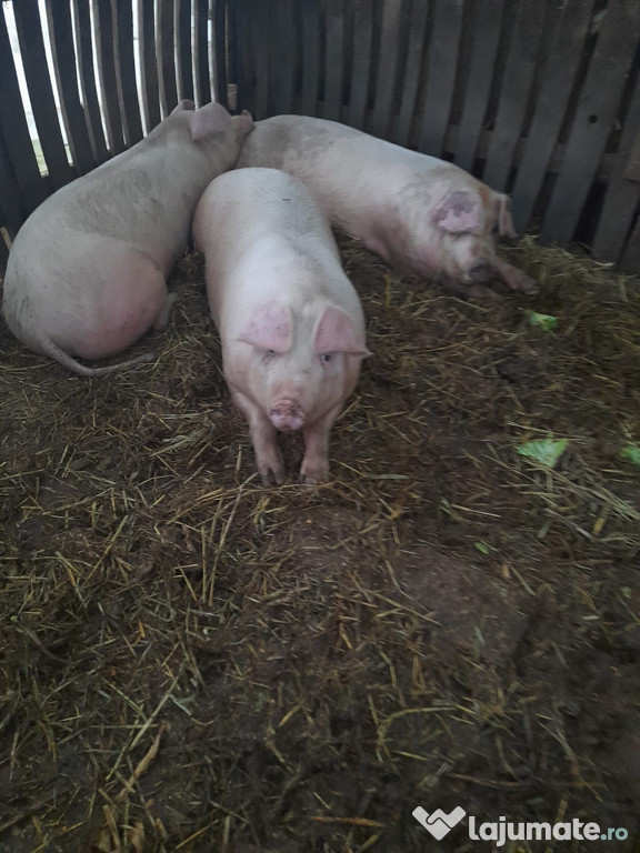 Vând porci crescuti in gospodarie