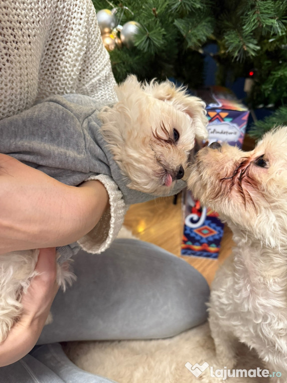 În căutarea unei familii-bichon pui