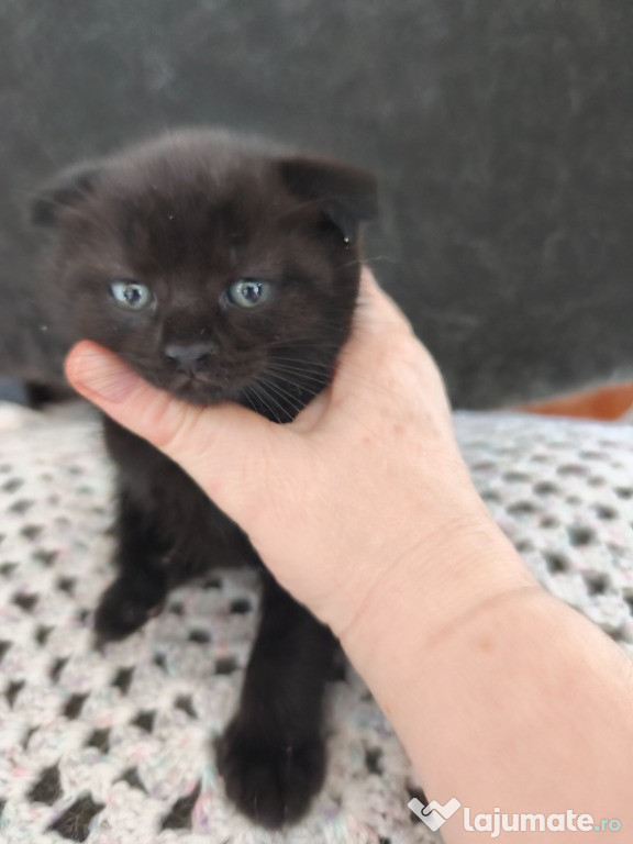 Pui de pisica scottish fold de vanzare