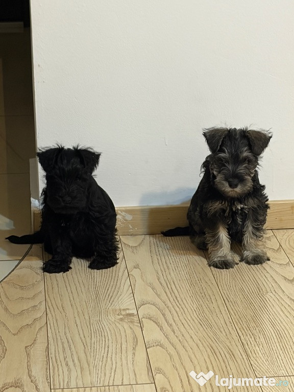 Vând Schnauzer pitic