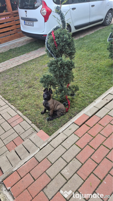 Belgian Malinois pui 2 luni