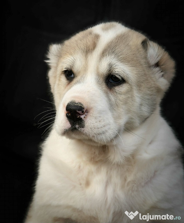 Ciobănesc de Asia Centrală – pui de calitate superioară