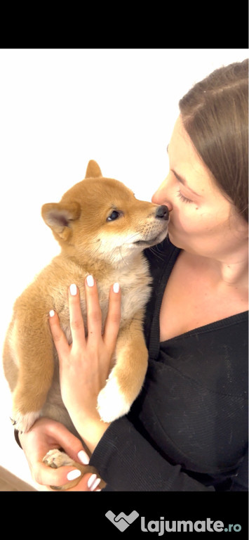 Baietel Shiba Inu