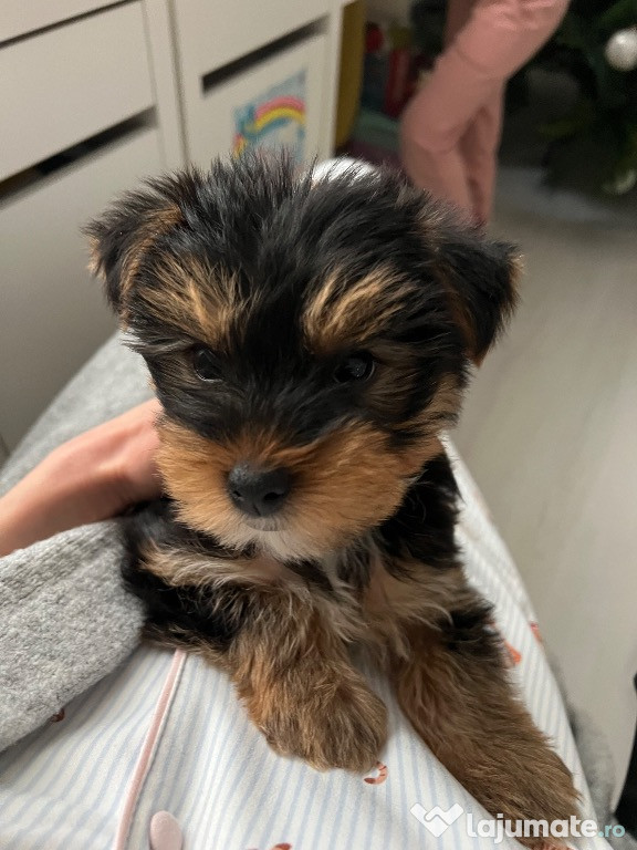 Pui Yorkshire Toy de vânzare