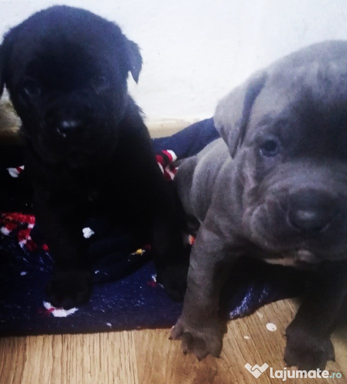 Pui Cane Corso, mascul negru