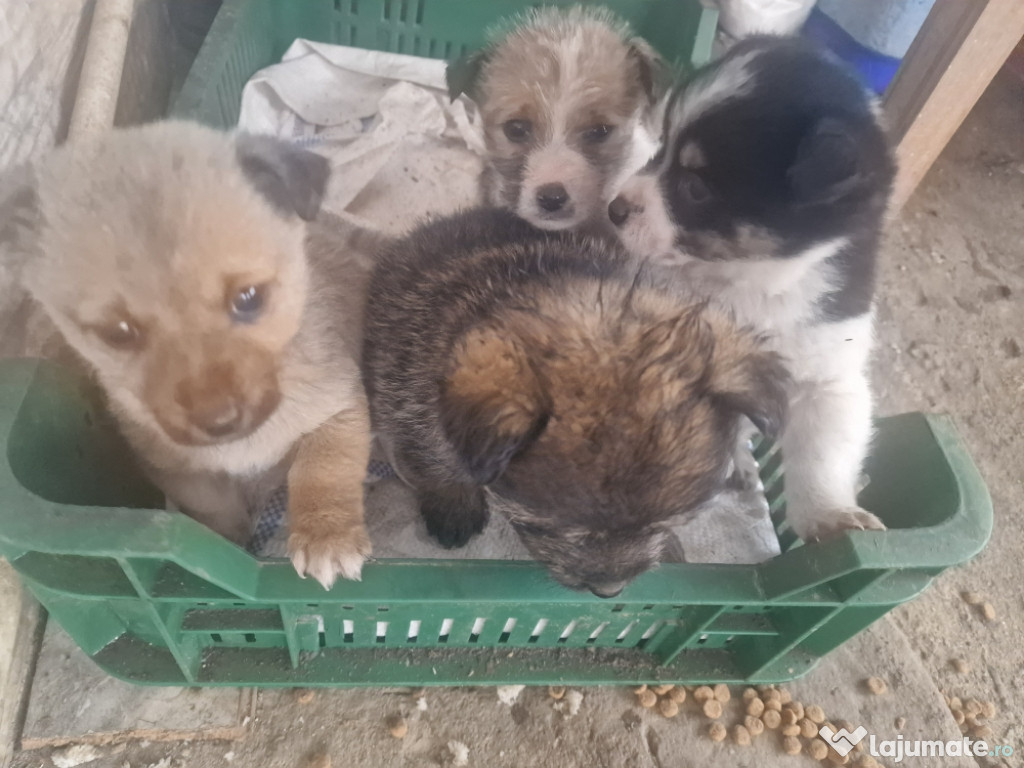 Donez 3 băieței de talie mica