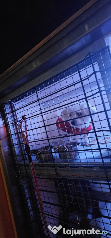 Transport autorizat animale de companie România–Europa