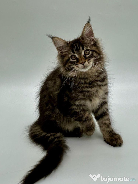 Maine coon băiețel