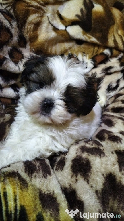 Bichon havanez alb cu pete