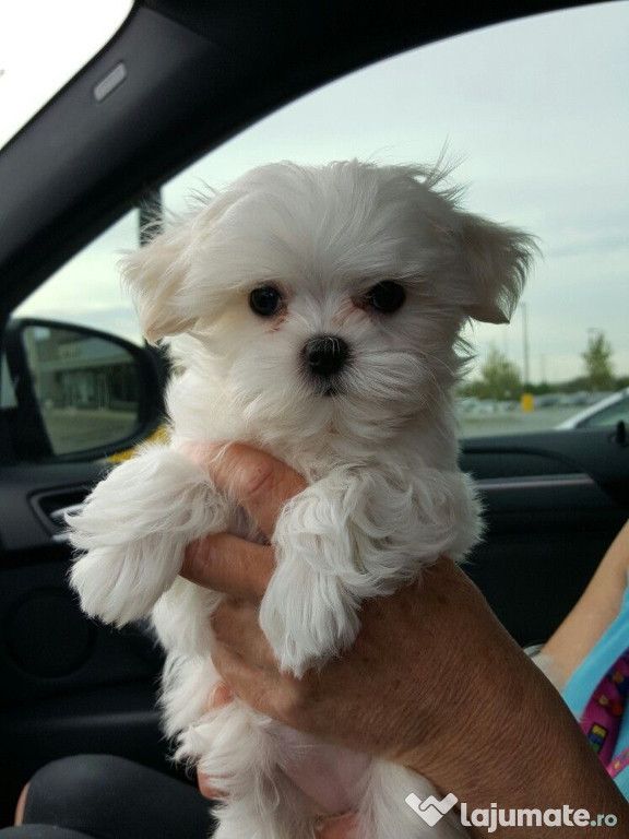 Bichon maltez mini tot
