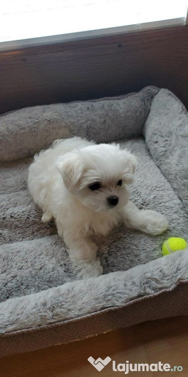 Bichon maltez mini toy