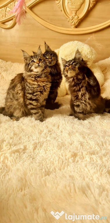 Maine coon pui superbi