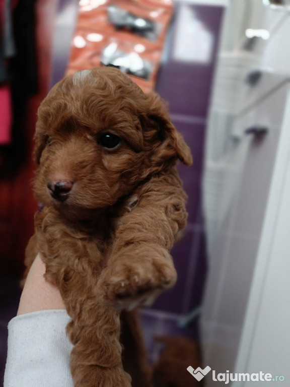 Poodle pui red fetite si baietei