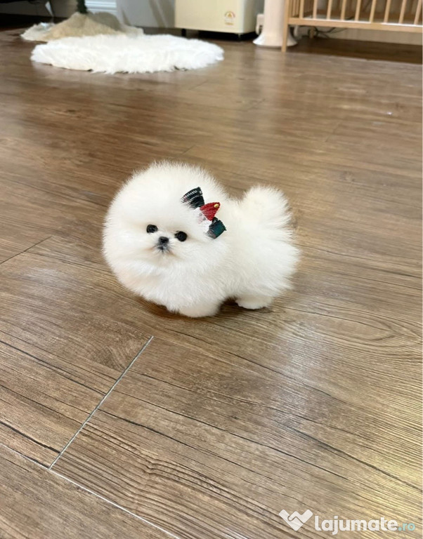 Pomeranian ursuleț mini boo