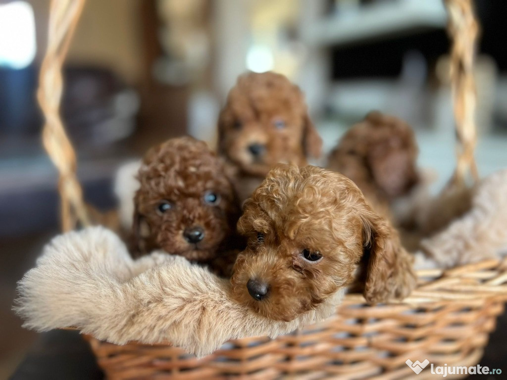 Bichon Toy – cățeluși frumoși