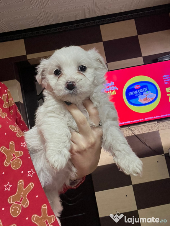 Bichon maltez femelă