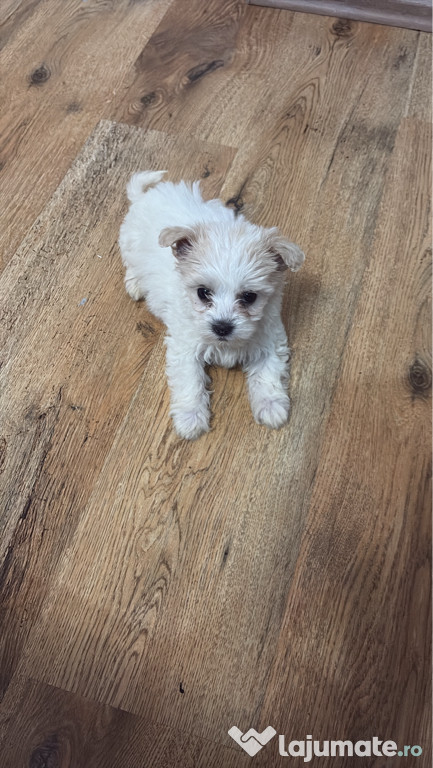 Bichon maltez talie mică
