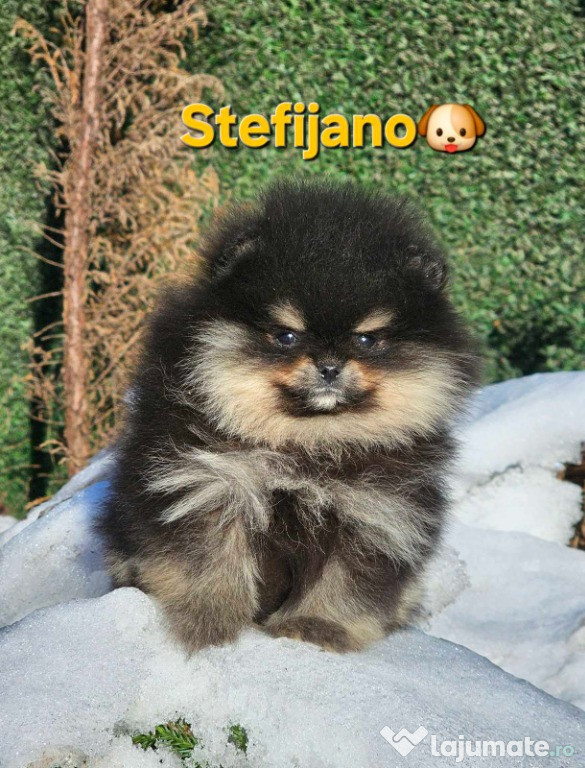 Pomeranian BOO – aspect de ursuleț, Spitz Pomeranian