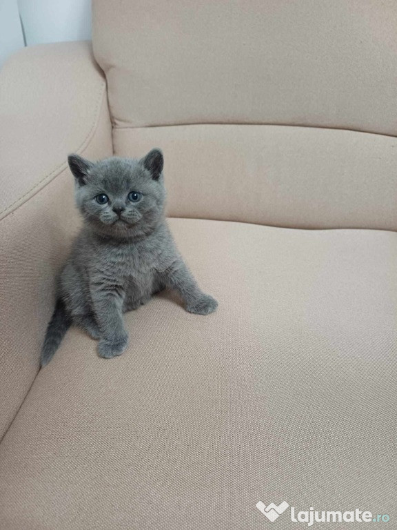 British Shorthair Blue