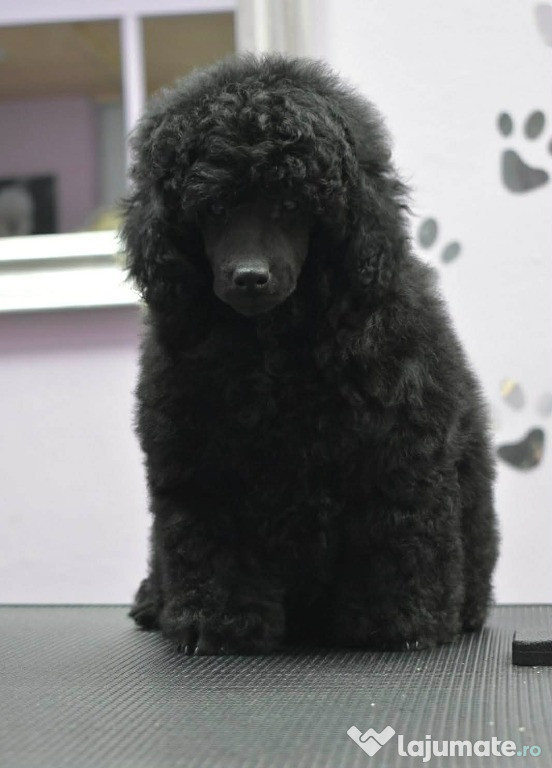 Bichon pitic – cățel mascul