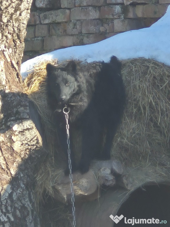Câine de întors oile