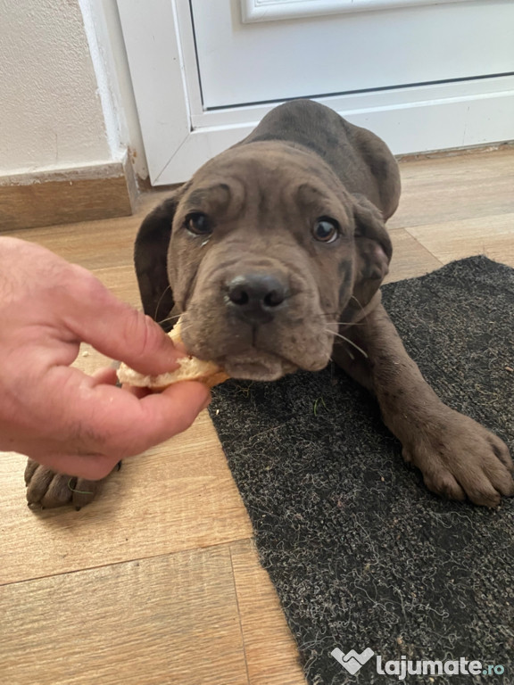 Cățelușa Cane Corso