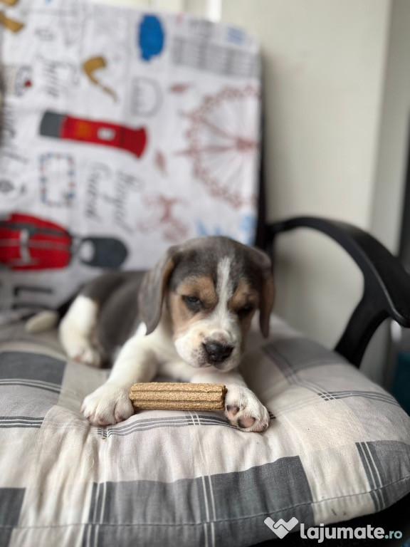 Cățel Beagle mascul 2 luni