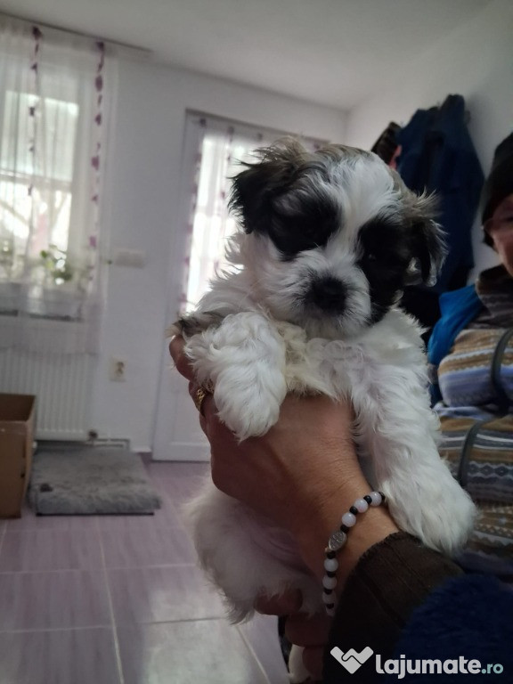 Un băiețel shhih tzu de vânzare
