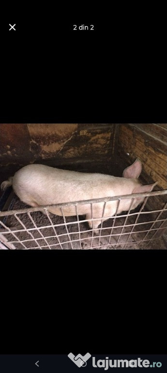 Purcel/Rață la alegere