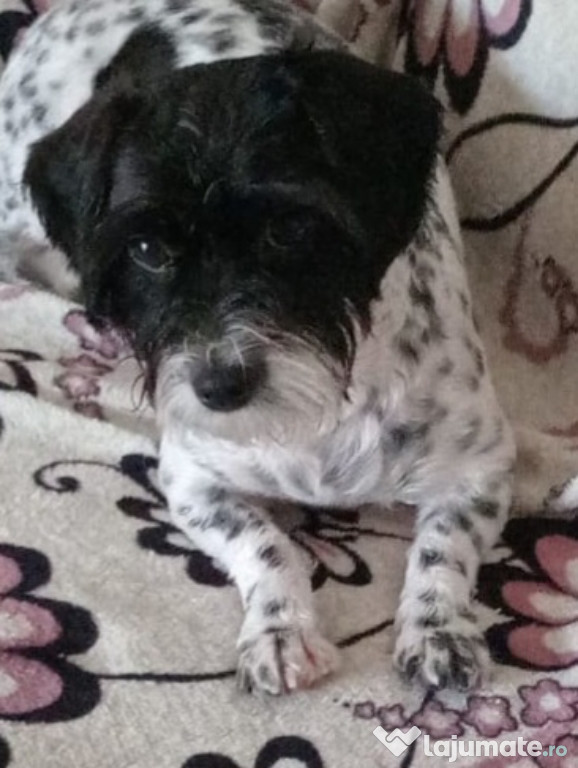 VÂND PUI BICHON NOU N